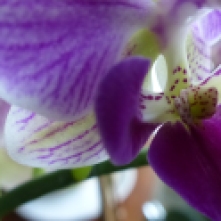 Orchids 005